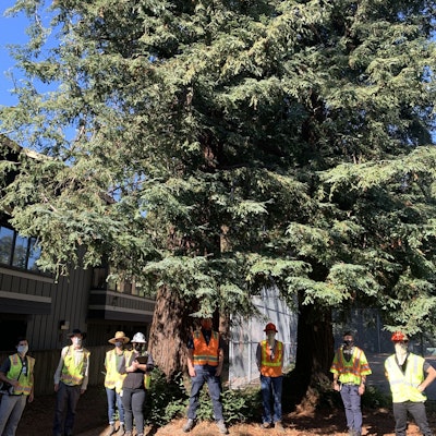 The Tree Assessment Team of Davey Resource Group and City Staff standing in front of large redwood trees at Dimond Park.