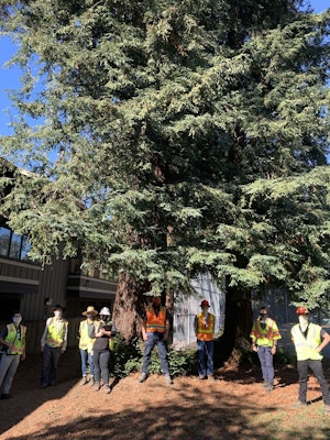 The Tree Assessment Team of Davey Resource Group and City Staff standing in front of large redwood trees at Dimond Park.