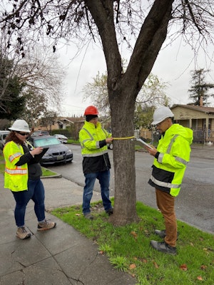 Tree inspection
