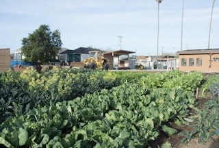 Vegetable crops at City Slicker Farms in West Oakland.